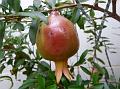 2014-1010-1330_Pomegranate_Spain_23C (2)